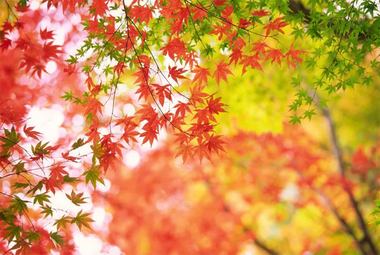 為什么我的紅色日本楓樹發芽綠色樹枝-楓樹嫁接
