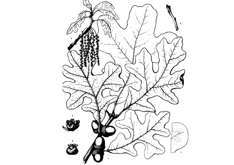 橡樹(shù)櫟