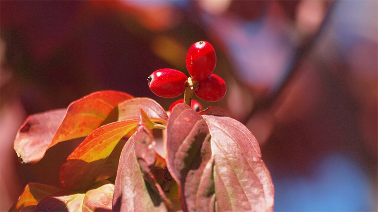 山茱花樹