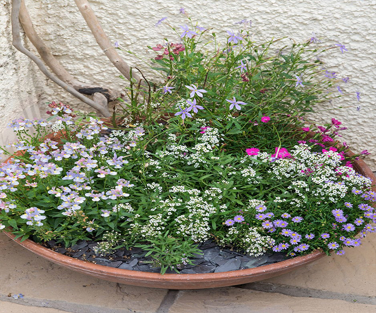 植物.jpg 植物